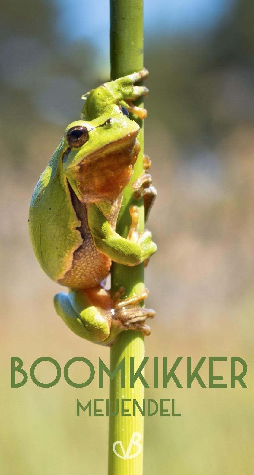 Menu De Baron Katwijkseweg 7 Wassenaar Katwijk