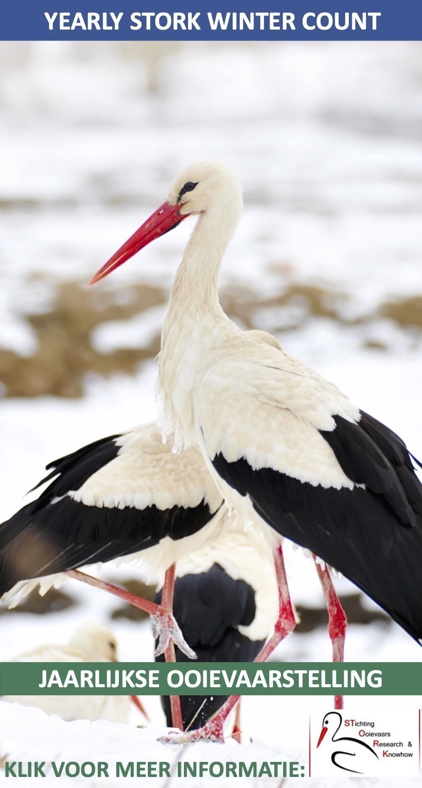 Jaarlijkse Ooievaars wintertelling Stork